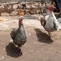 دوعد بوقلمو یدونه نر
