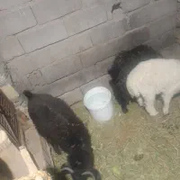 دوتا چپش چاق