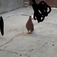 کبوتر زاغ ابادانی و سرخ آبادانی