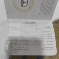 سگ پاکوتاه پشمالو|سگ|مینودشت, |دیوار