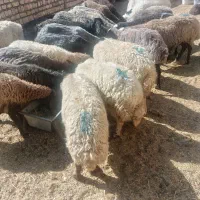 میشه چاق گوشتی کیلویی ۴۸۰