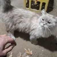 گربه  خانگی مهربون