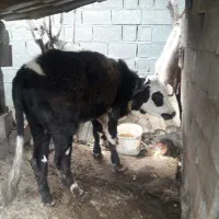 گاومحلی به همرا گوساله دورگ|حیوانات مزرعه|تنکابن, |دیوار