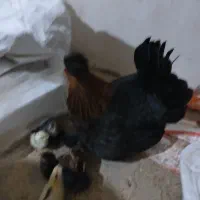 مرغ گلین اصل جوجه دار