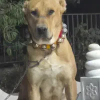 سگ دزدیده شده