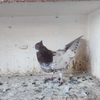 کبوتر کله‌دار3عدد|پرنده|سنندج, |دیوار