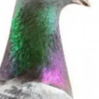 کود کبوتر