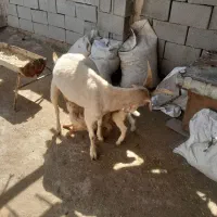 بز سانن دورگ آلپاین