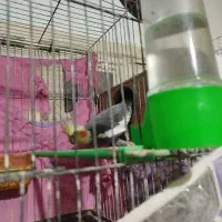 عروس هلندی|پرنده|اسفراین, |دیوار