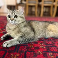 فروش گربه بریتیش اسکاتیش|گربه|آمل, |دیوار
