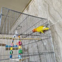 ماده نژاد فیشر