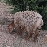بره ماده فروشی