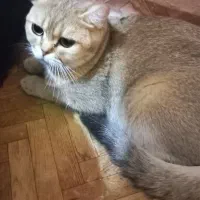 مولد گلد دوسال ونیمه