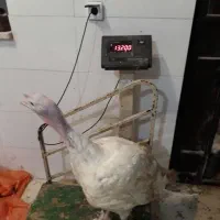 تخم نطفه دار و جوجه بوقلمون