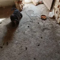 سگ پاپی|سگ|گلپایگان, |دیوار