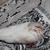 کفتر گمشده|پرنده|مشکین‌دشت, |دیوار