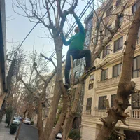 انجام کارهای باغبانی وسمپاشی ...وسم پاشی|خدمات باغبانی و درختکاری|تهران, سید خندان (جلفا)|دیوار