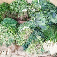 نیازمند فروشنده برای مغازه میوه فروشی|استخدام بازاریابی و فروش|نجفآباد, شریعتی|دیوار