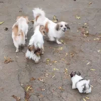 اسپیز|سگ|صحنه, |دیوار