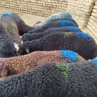 بره نر  علف خور شیر مست