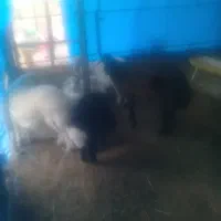 گوسفند وبره چاق وچاق سالم وسرحال