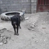 سگ نر گله ای
