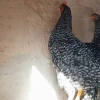 فروش 4عدد جوجه خروس 4ماهه پلیموت راک اصل