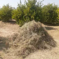 فروش علف باغ بصورت یکجا