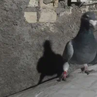 آبادان|پرنده|آبادان, |دیوار