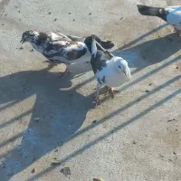 کبوتر|پرنده|پارس‌آباد, |دیوار