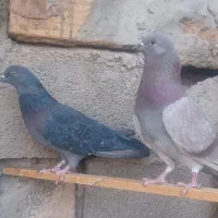 یک جفت نرو ماده دهن خورده