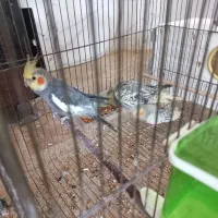 عروس هلندی جوان