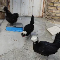 مرغ ابریشمی و لهستانی