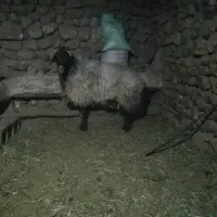 قوچ افشاری درجه یک|حیوانات مزرعه|خانمیرزا, |دیوار