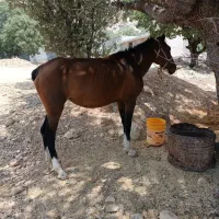 مادیون