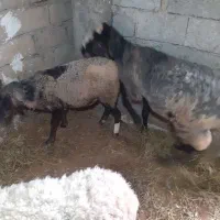 گوسفند رومانف نر کاربلد