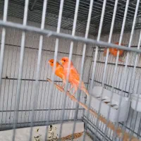 قناری|پرنده|کرج, کوی امامیه|دیوار