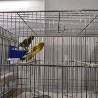 قناری مولد|پرنده|حمیدیا, |دیوار