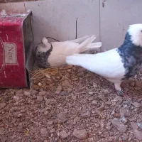 طوق|پرنده|گناباد, |دیوار