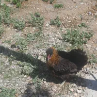 مرغ کرچ و تخم گذار و یه بج خروس