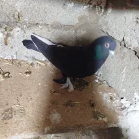 ترکیه نر جوان اوچوب ایناق 500