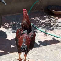 خروس لاری