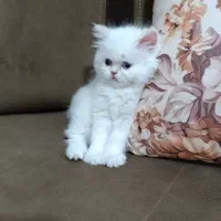 سرپرستی گربه پرشین عروسکی|گربه|ارومیه, |دیوار