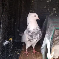 کبوتر طوقی|پرنده|شهرکرد, |دیوار