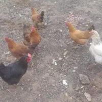 مرغ محلی|حیوانات مزرعه|قزوین, |دیوار