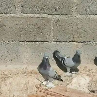 فروش یک جفت سبز ترکیه ی عالی و بزن ماده دیوانه|پرنده|وراوی, |دیوار