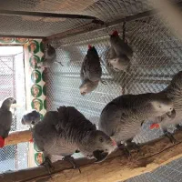 کاسکو و ماکائو