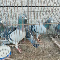 کبوتر