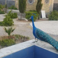 طاووس|صنایع دستی و سایر لوازم تزئینی|شیراز, اکبر آباد|دیوار