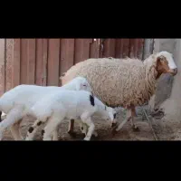 دوراس میش دوقلوزا ب قیمت مناسب